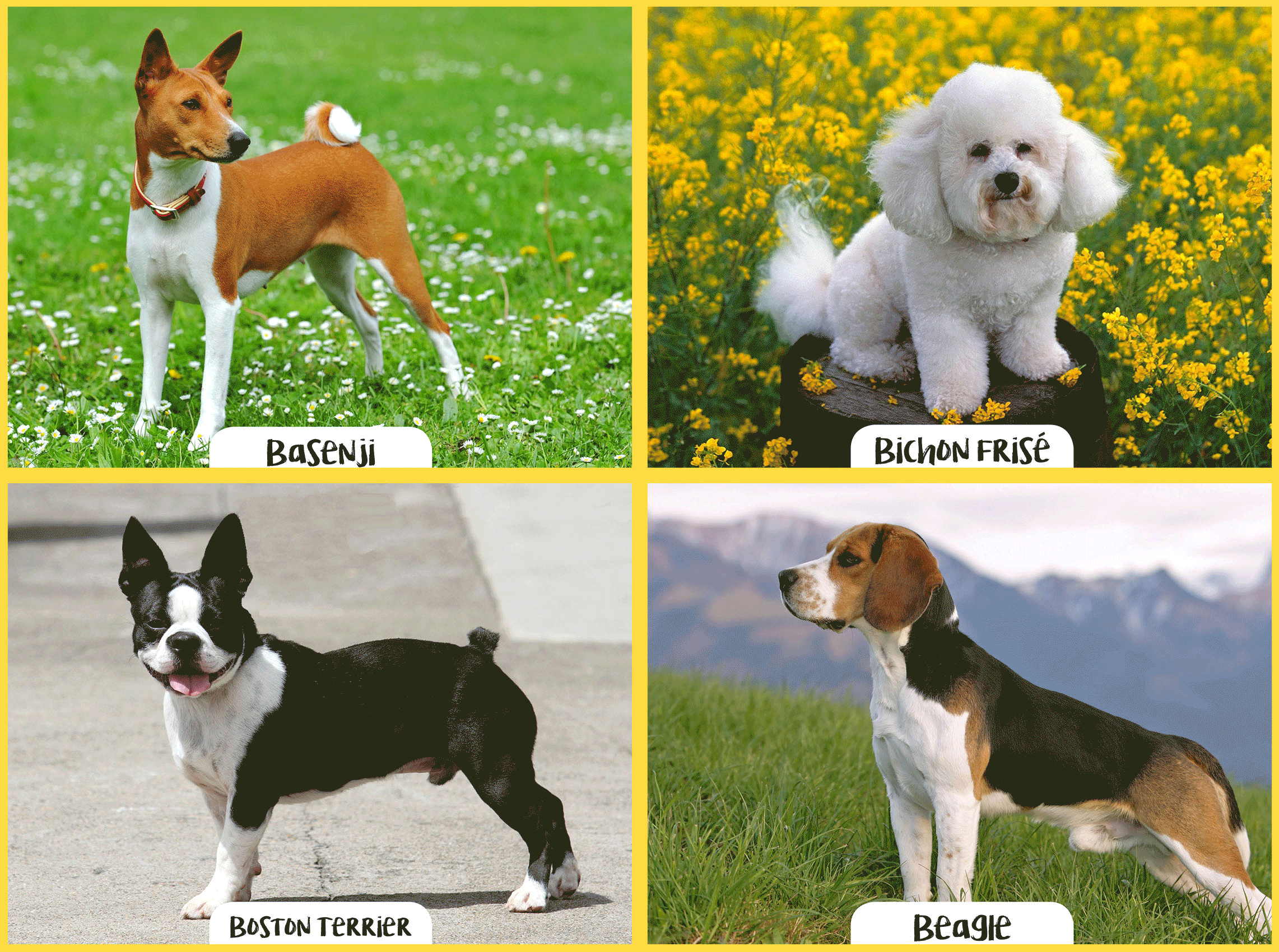 Guia de raças – Cães de pequeno porte 