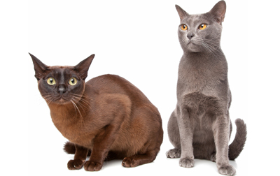 As 10 raças de gatos mais queridas no Brasil