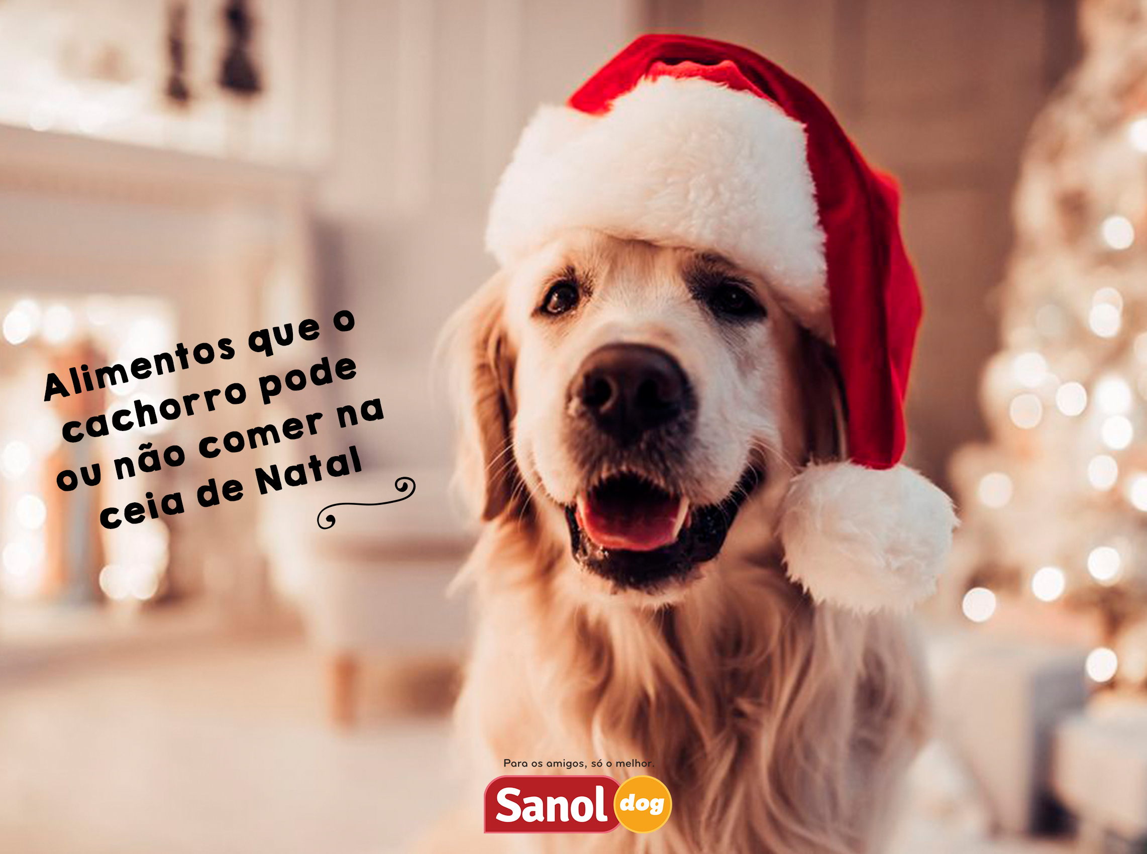 Alimentos que o cachorro pode ou não comer no Natal - Sanol Dog