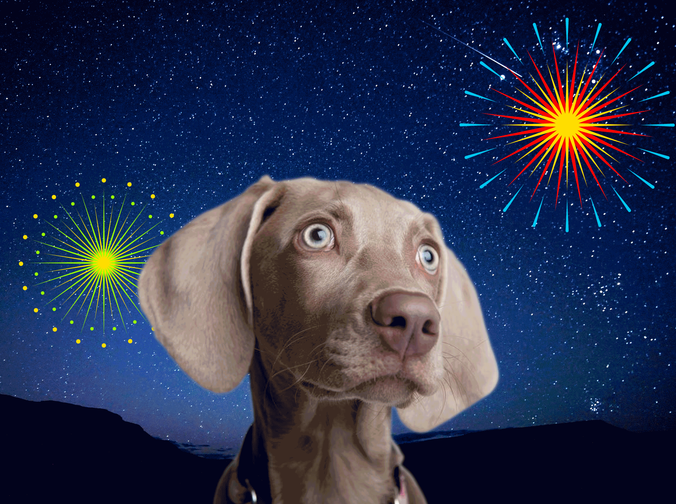 Seu cão tem medo de fogos de artifício? Saiba o que fazer
