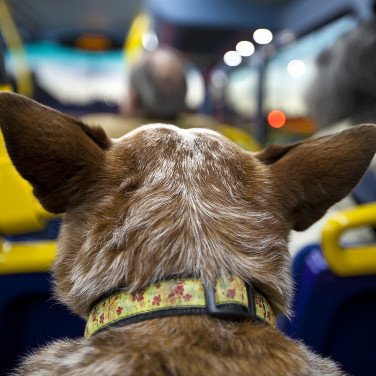 Lei permite que cão e gato possam ser transportados em ônibus