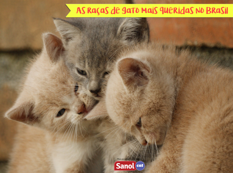 As 10 raças de gatos mais queridas no Brasil