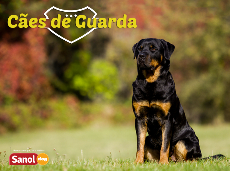 As melhores raças de cães de guarda do Brasil