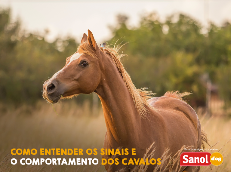 Foto de Frente Da Cabeça De Cavalo e mais fotos de stock de Cavalo
