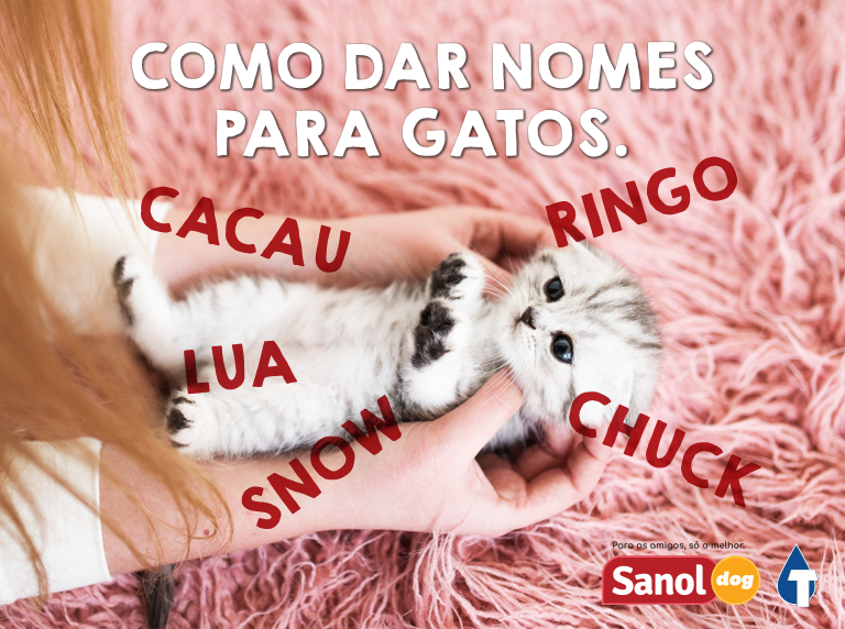 Nomes para gatos - Sanol Dog